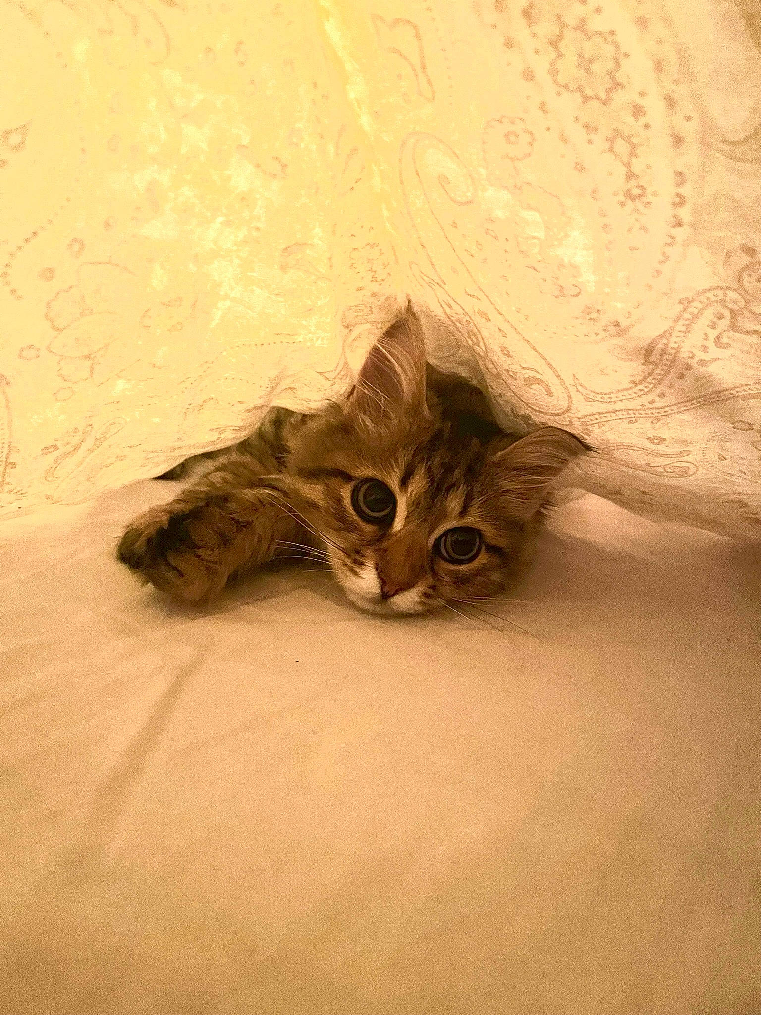 Tequila participe au concours pour gagner de l'argent avec cette photo : bed, carnivore, cat, comfort, domestic_short_haired_cat, fawn, felidae, fur, linens, paw, sand, small_to_medium_sized_cats, whiskers, wood