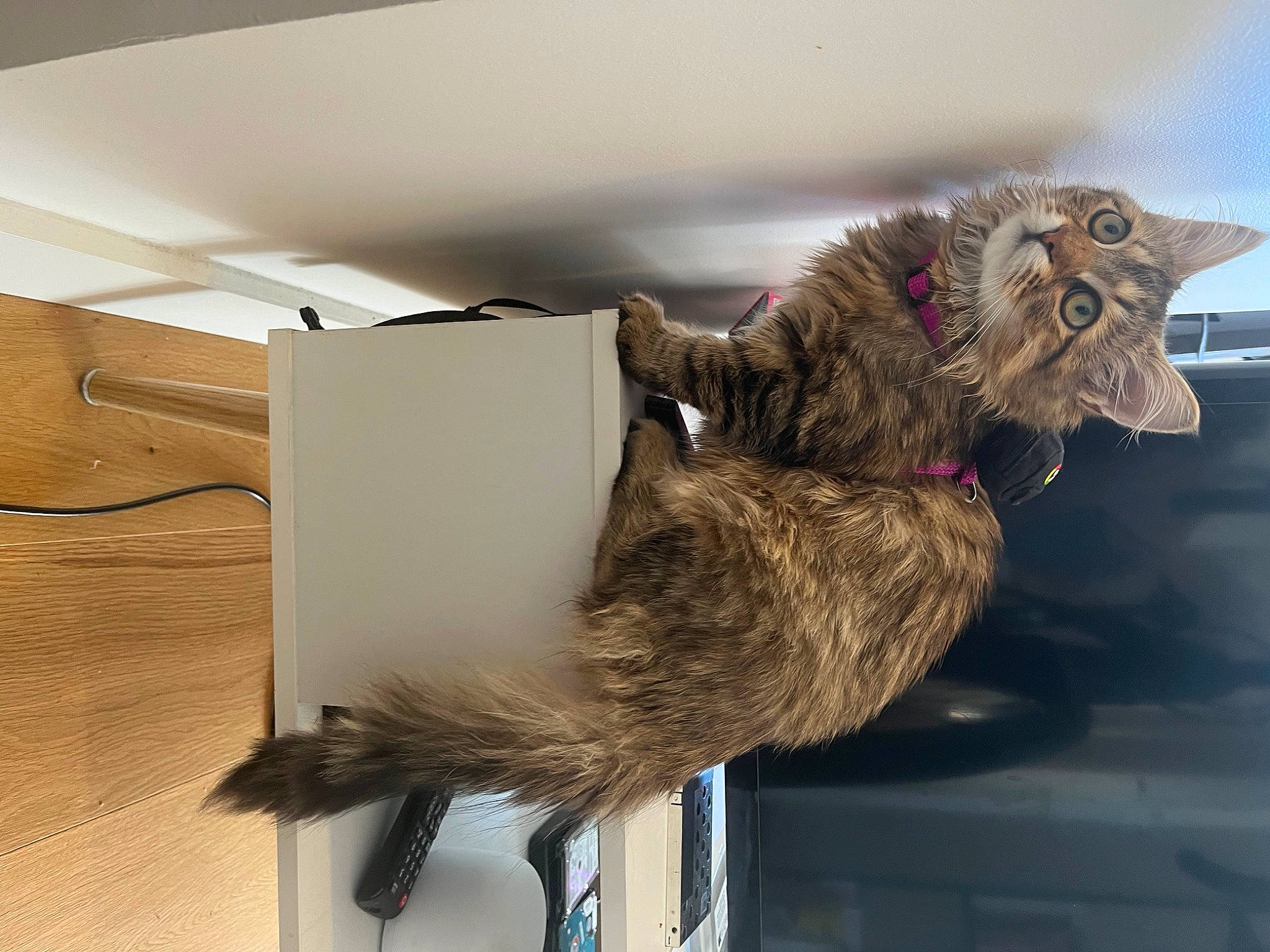 Tequila a rejoint le concours — aidez-le/la à gagner de superbes lots ! art, carnivore, cat, claw, domestic_short_haired_cat, felidae, fur, metal, paper, plywood, room, shelf, small_to_medium_sized_cats, sporting_group, tail, whiskers, wood