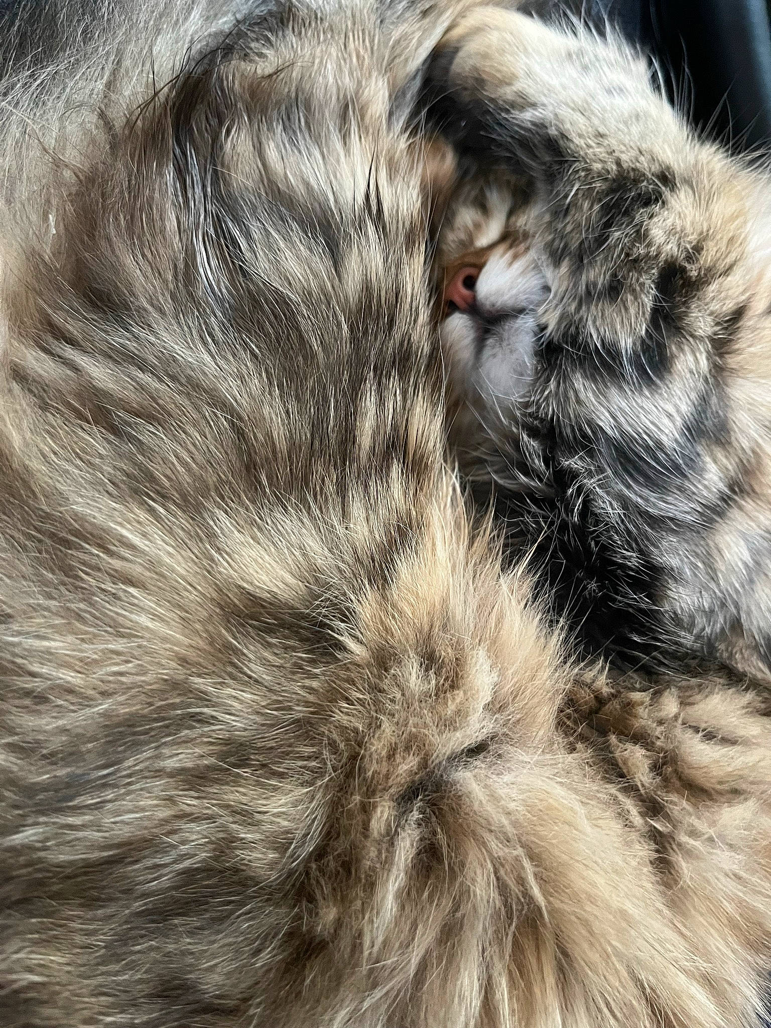 Tequila participe au concours pour gagner de l'argent avec cette photo : carnivore, cat, close_up, dog_breed, felidae, fur, grey, liver, monochrome, natural_material, paw, small_to_medium_sized_cats, snout, tail, terrestrial_animal, whiskers