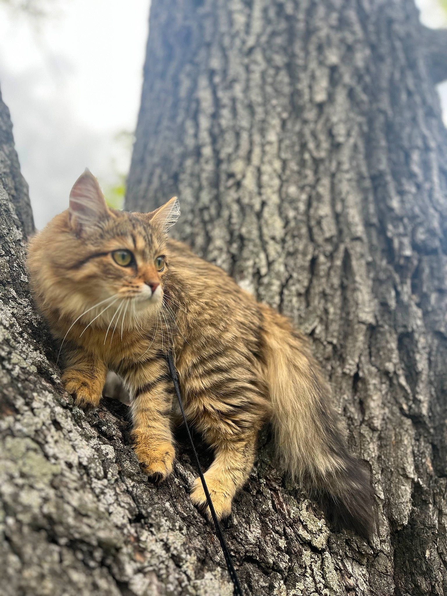 Tequila participe au concours pour gagner de l'argent avec cette photo : branch, brown, carnivore, cat, domestic_short_haired_cat, fawn, felidae, forest, fur, grass, small_to_medium_sized_cats, snout, tail, terrestrial_animal, tree, trunk, twig, whiskers, wildlife, wood