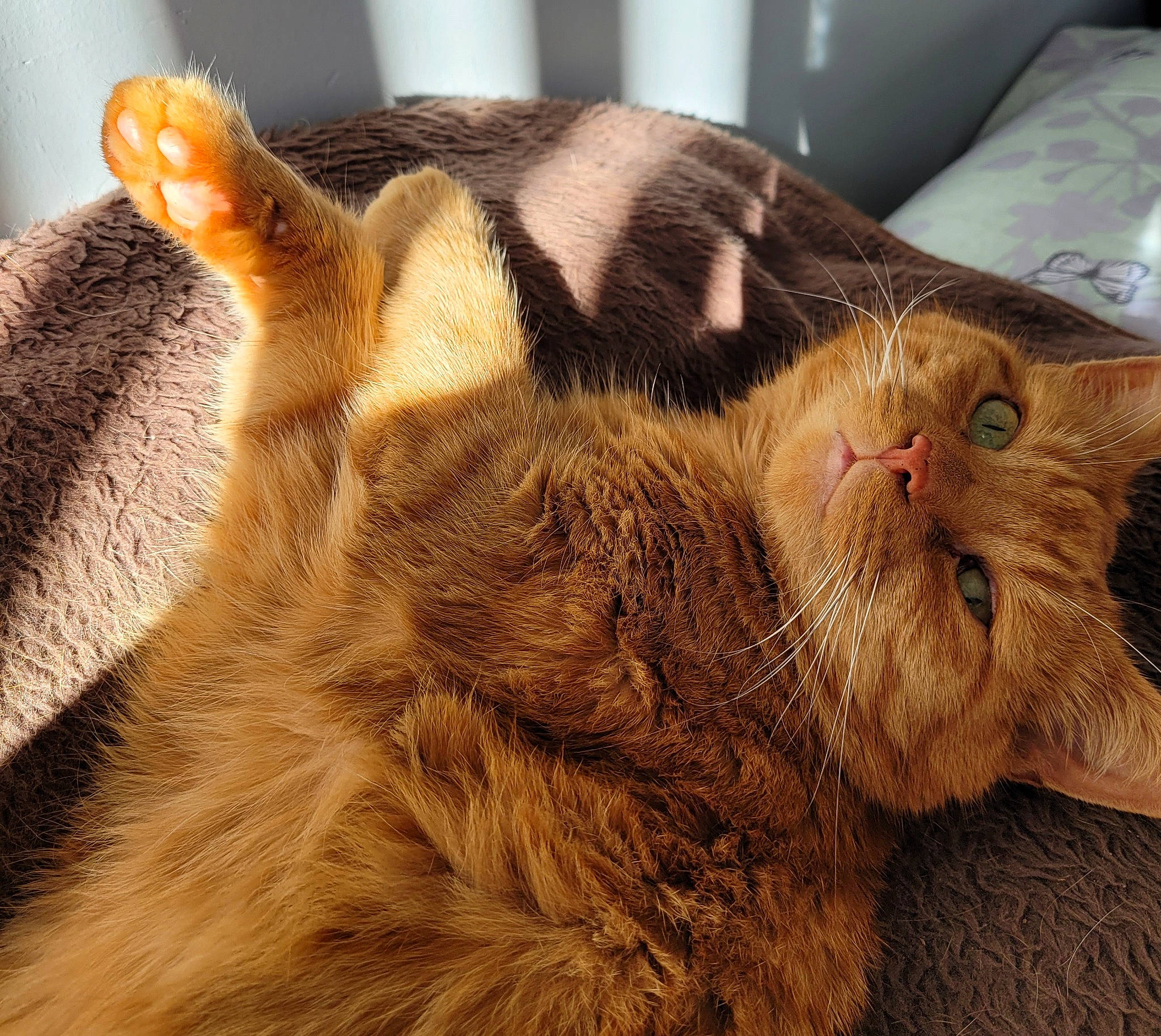 Garfield is registered to the contest to win money with this photo: carnivore, cat, claw, comfort, domestic_short_haired_cat, fawn, felidae, fur, nap, paw, sleep, small_to_medium_sized_cats, snout, tail, terrestrial_animal, whiskers