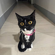 Sugar is registered to the contest to win money with this photo: cat, tuxedo_cat, black_and_white, pet, animal, feline, sitting, indoors, hallway, tile_floor, pink_collar, bell, whiskers, green_eyes, yellow_eyes, pointed_ears, long_tail, portrait, centered_subject, home
