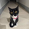 cat, tuxedo_cat, black_and_white, pet, animal, feline, sitting, indoors, hallway, tile_floor, pink_collar, bell, whiskers, green_eyes, yellow_eyes, pointed_ears, long_tail, portrait, centered_subject, home