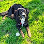 dog, black_dog, tan_dog, grass, ball, outdoor, pet, animal, playing, sunlight, lawn, canine, relaxed, park, daytime, fur, muzzle, ears, paws, nature