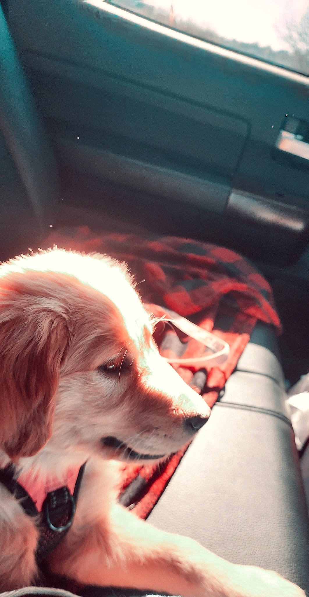 Ellie is registered to the contest to win money with this photo: auto_part, automotive_design, automotive_exterior, automotive_lighting, car, car_seat, carnivore, companion_dog, dog, dog_breed, family_car, fur, luxury_vehicle, motor_vehicle, personal_luxury_car, sporting_group, steering_wheel, vehicle, vehicle_door, windshield