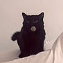 alone, animal, black_cat, blurry, cat, cute, domestic_animal, feline, fur, furry, indoor, mouth, object, pet, quiet, resting, shadow, sitting, tail, whiskers