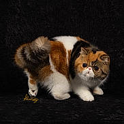 Canella joined the competition — help win amazing prizes! animal, black_background, calico, cat, companion, crouching, curious, cute, domestic_cat, feline, fluffy, indoor, mammal, pet, portrait, small, soft_fur, studio, whiskers, wide_eyes