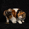 animal, black_background, calico, cat, companion, crouching, curious, cute, domestic_cat, feline, fluffy, indoor, mammal, pet, portrait, small, soft_fur, studio, whiskers, wide_eyes