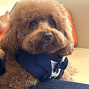 Lucky is registered to the contest to win money with this photo: dog, brown_dog, fluffy, tuxedo, bow_tie, pet, cute, indoor, couch, orange_cushion, furry, portrait, animal, sitting, small_dog, companion, furniture, adorable, household, domestic_animal
