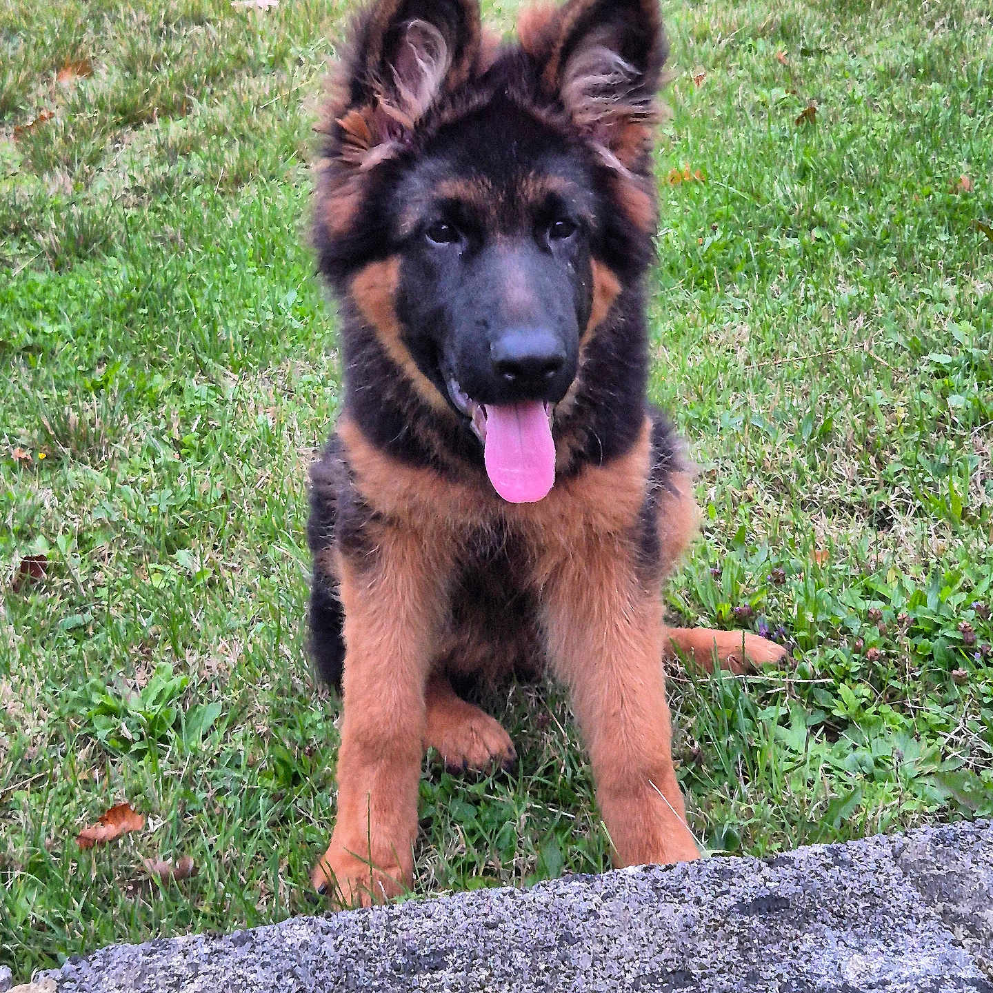 Vegas participe au concours pour gagner de l'argent avec cette photo : animal, bodypart, canine, dog, germanshepherd, grass, mouth, person, pet, plant, policedog, puppy, slate, terrier, tongue