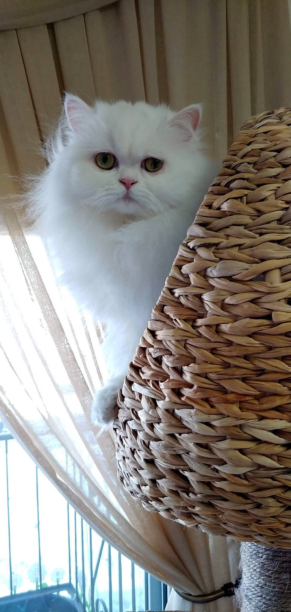 Anna participe au concours pour gagner de l'argent avec cette photo : art, basket, carnivore, cat, ceiling, felidae, fur, mammal, mesh, pattern, pet_supply, shelf, small_to_medium_sized_cats, tail, terrestrial_animal, vertebrate, whiskers, white, window, wood