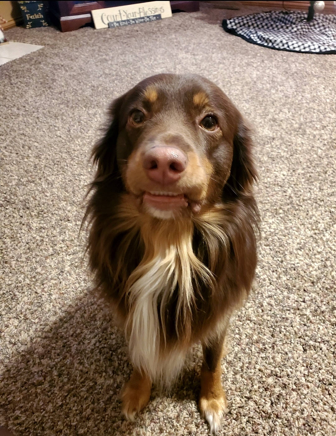 Grizzly is registered to the contest to win money with this photo: canidae, carnivore, cocker_spaniel, companion_dog, dog, dog_breed, fang, flooring, fur, kitchen_utensil, liver, road_surface, snout, spaniel, sporting_group, terrestrial_animal, whiskers, working_animal, working_dog