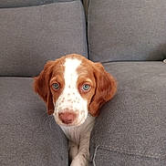 Volt participe au concours pour gagner de l'argent avec cette photo : puppy, dog, couch, gray_couch, pet, animal, cute, blue_eyes, looking, indoor, cozy, fur, white_and_brown, young_dog, sitting, resting, home, soft_texture, snug, curious