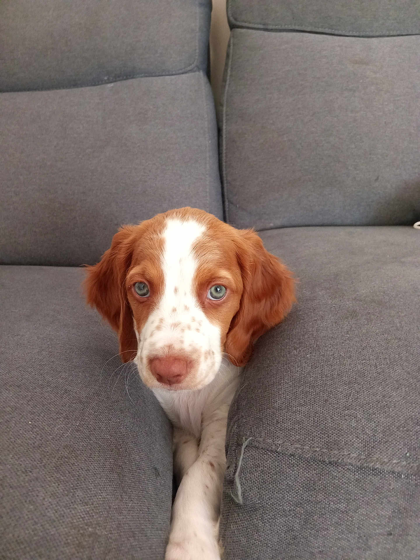 Volt participe au concours pour gagner de l'argent avec cette photo : puppy, dog, couch, gray_couch, pet, animal, cute, blue_eyes, looking, indoor, cozy, fur, white_and_brown, young_dog, sitting, resting, home, soft_texture, snug, curious