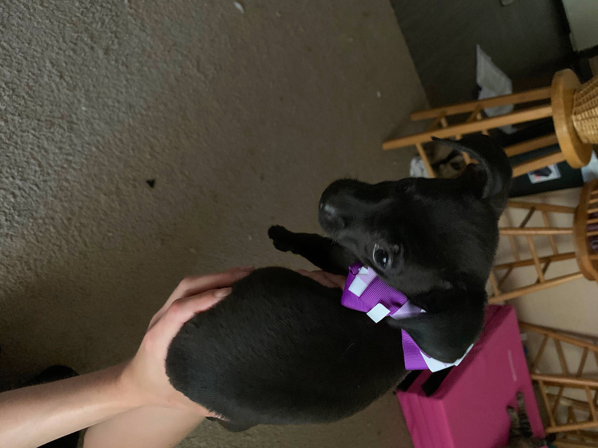 Domino joined the competition — help win amazing prizes! black_cat, canidae, carnivore, cat, small_to_medium_sized_cats