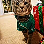 Marvin joined the competition — help win amazing prizes! carpet, cat, christmas_tree, closeup, collar, curious, decorations, ears, feline, festive, green_clothing, holiday, home, indoor, lights, pajamas, pet, whiskers, window, wrapped_gift