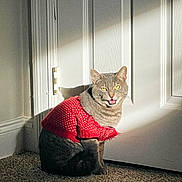 Marvin is registered to the contest to win money with this photo: animal, carpet, cat, cozy, cute, door, expression, feline, fur, gray_cat, home, indoor, mouth_open, pet_clothing, red_sweater, shadow, sitting, sunlight, tabby_cat, white_door