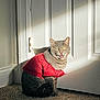 animal, carpet, cat, cozy, cute, door, expression, feline, fur, gray_cat, home, indoor, mouth_open, pet_clothing, red_sweater, shadow, sitting, sunlight, tabby_cat, white_door