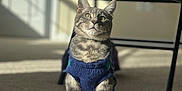 Marvin is registered to the contest to win money with this photo: animal, background_blur, calm, carpet, cat, chair, cozy, cute, domestic, feline, home, indoor, looking_up, pet, shadow, sitting, soft_light, sunlight, sweater, tabby