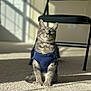 animal, background_blur, calm, carpet, cat, chair, cozy, cute, domestic, feline, home, indoor, looking_up, pet, shadow, sitting, soft_light, sunlight, sweater, tabby