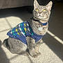 Marvin joined the competition — help win amazing prizes! carpet, cat, collar_tag, cozy, cute, domestic_animal, feline, fluffy, gray_tabby, indoor, knitted_clothing, looking_up, pet_collar, shadow, sitting, soft_light, sunlight, sweater, whiskers, yellow_eyes