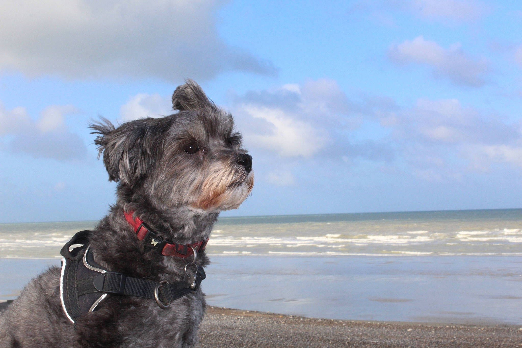 Gus participe au concours pour gagner de l'argent avec cette photo : beach, canidae, carnivore, cloud, collar, companion_dog, dog, dog_breed, dog_collar, liver, ocean, sky, small_terrier, snout, sporting_group, terrier, toy_dog, water, water_dog, wind_wave