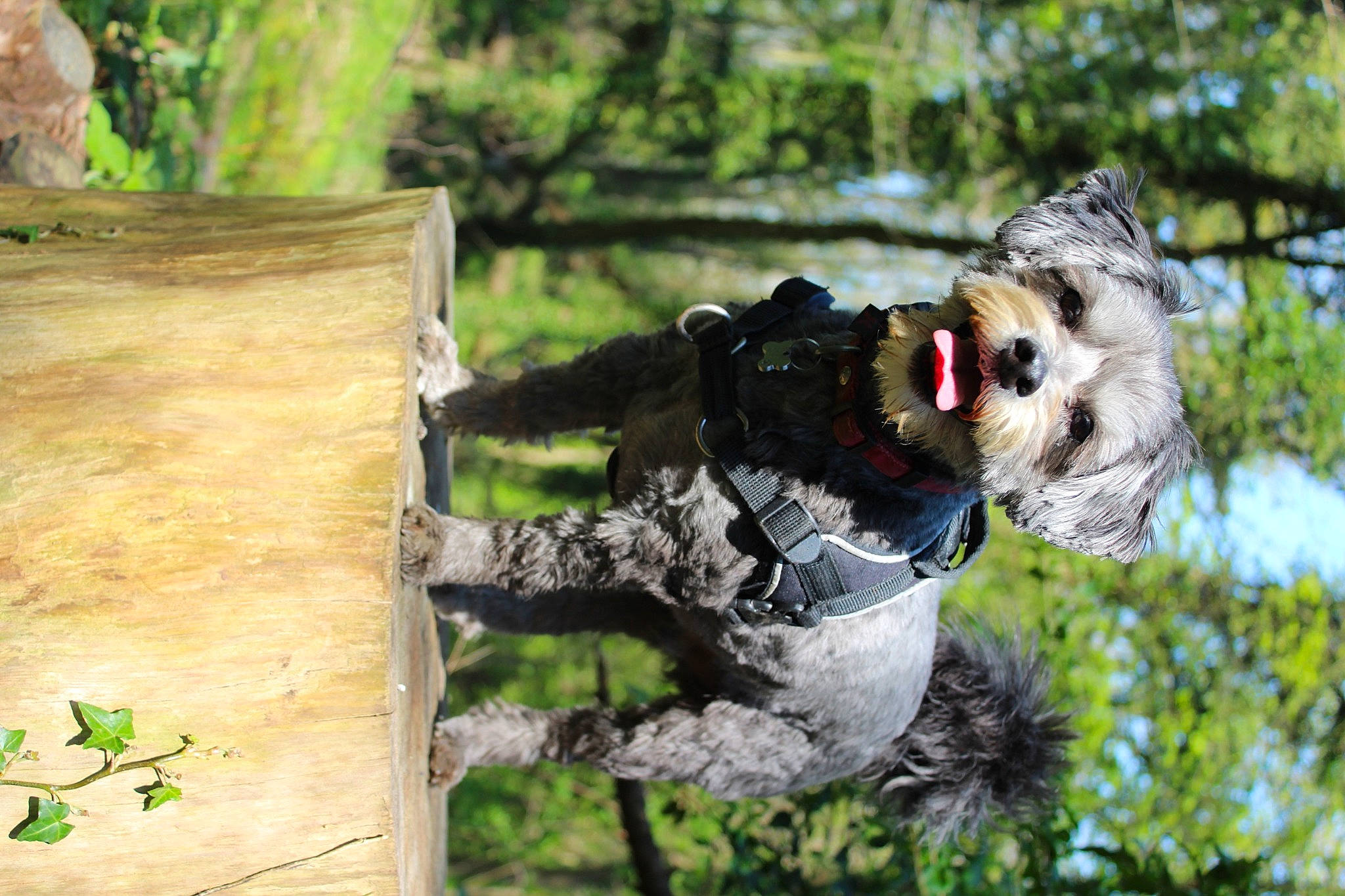 Gus a rejoint le concours — aidez-le/la à gagner de superbes lots ! army, camouflage, carnivore, collar, dalmatian, dog, dog_breed, fawn, infantry, marines, military_camouflage, military_organization, military_person, military_uniform, recreation, snout, soldier, tree, trunk, wood