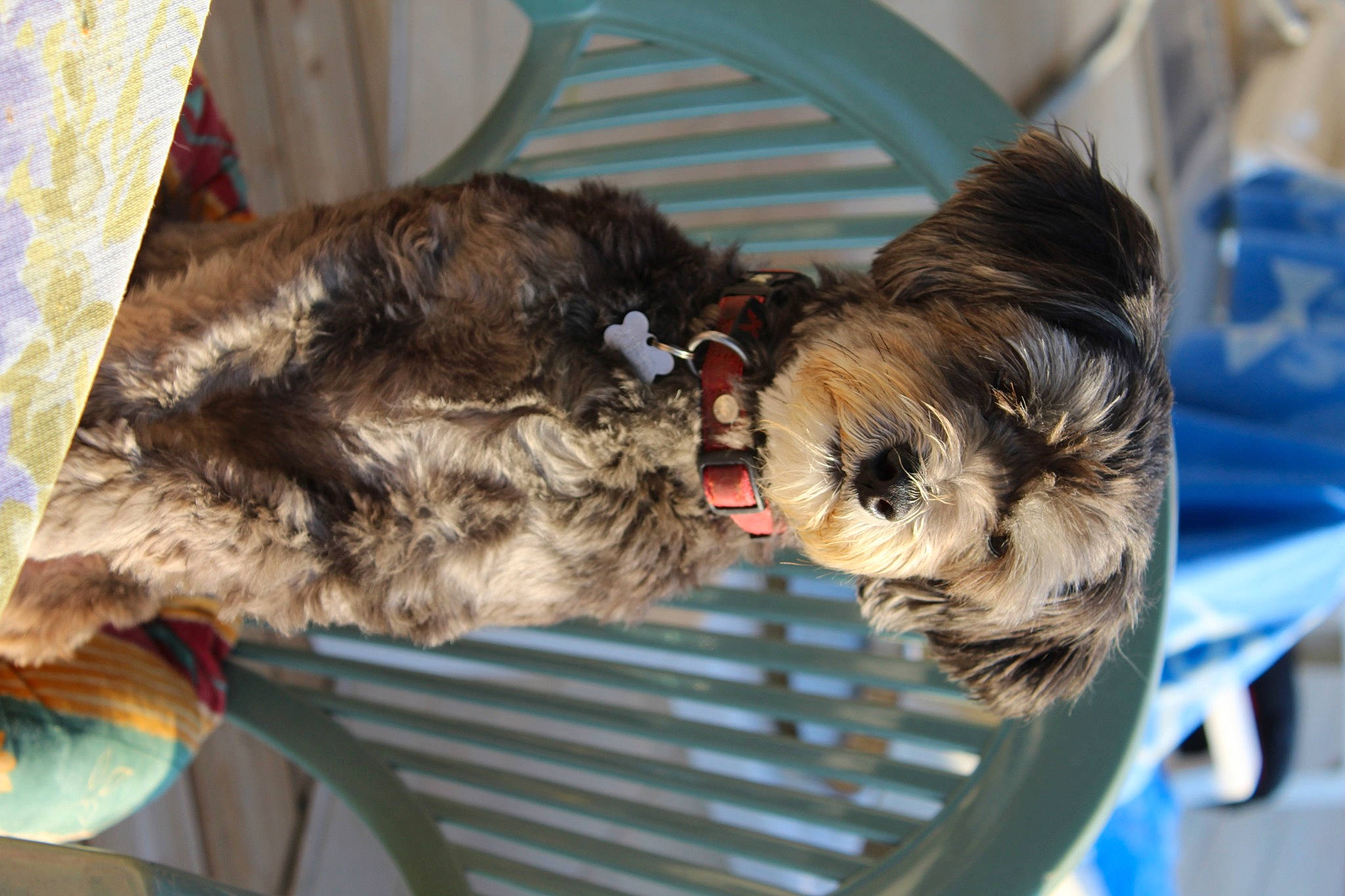 Gus a rejoint le concours — aidez-le/la à gagner de superbes lots ! canidae, carnivore, collar, companion_dog, dog, dog_breed, dog_collar, dog_supply, fawn, fur, liver, mammal, small_terrier, snout, sporting_group, tail, terrier, toy_dog, vertebrate, working_animal