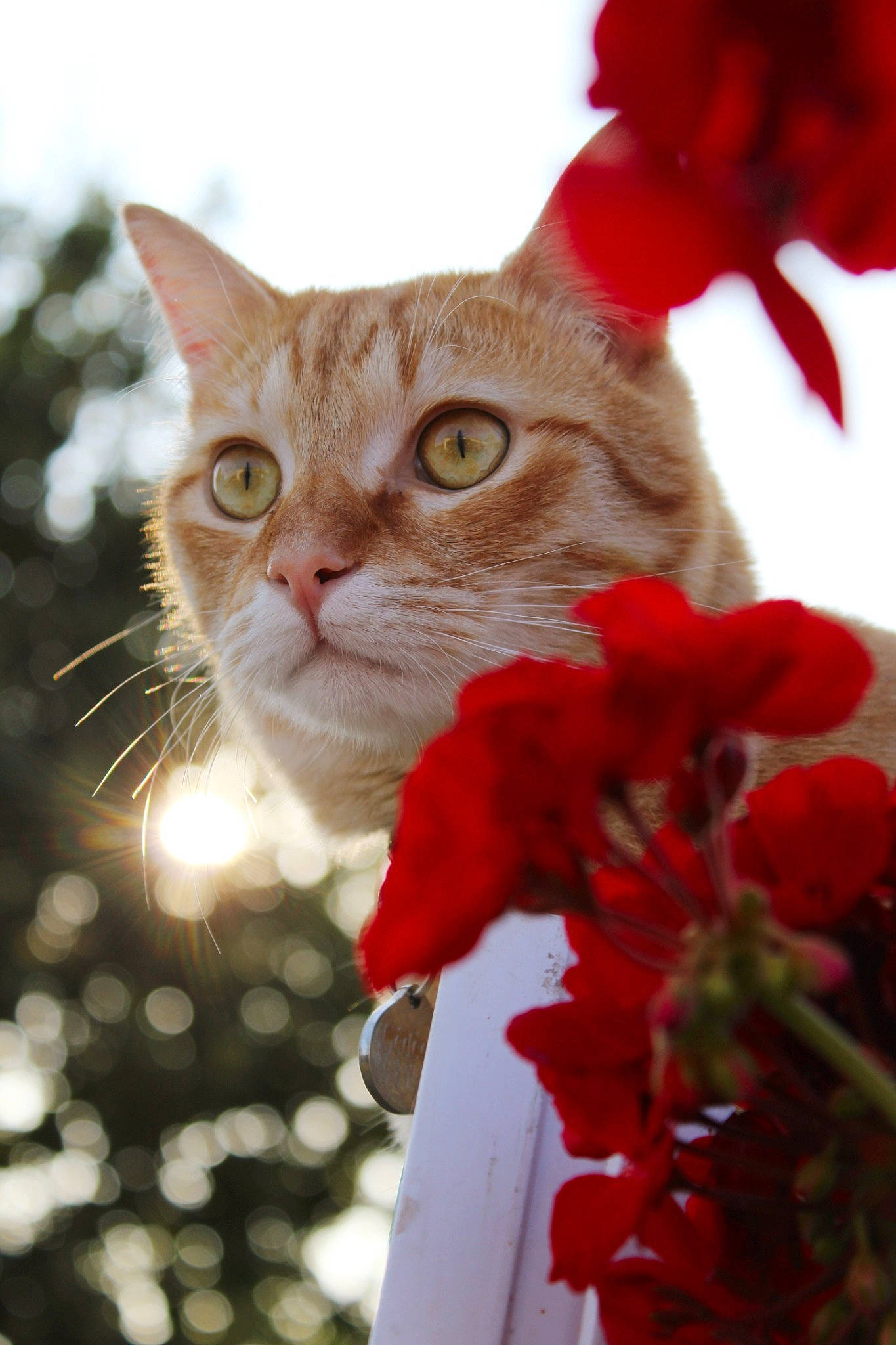 Gédéon a rejoint le concours — aidez-le/la à gagner de superbes lots ! carnivore, cat, christmas, christmas_ornament, close_up, domestic_short_haired_cat, event, fawn, felidae, flower, fur, grass, happy, holiday, petal, plant, small_to_medium_sized_cats, snout, whiskers, window