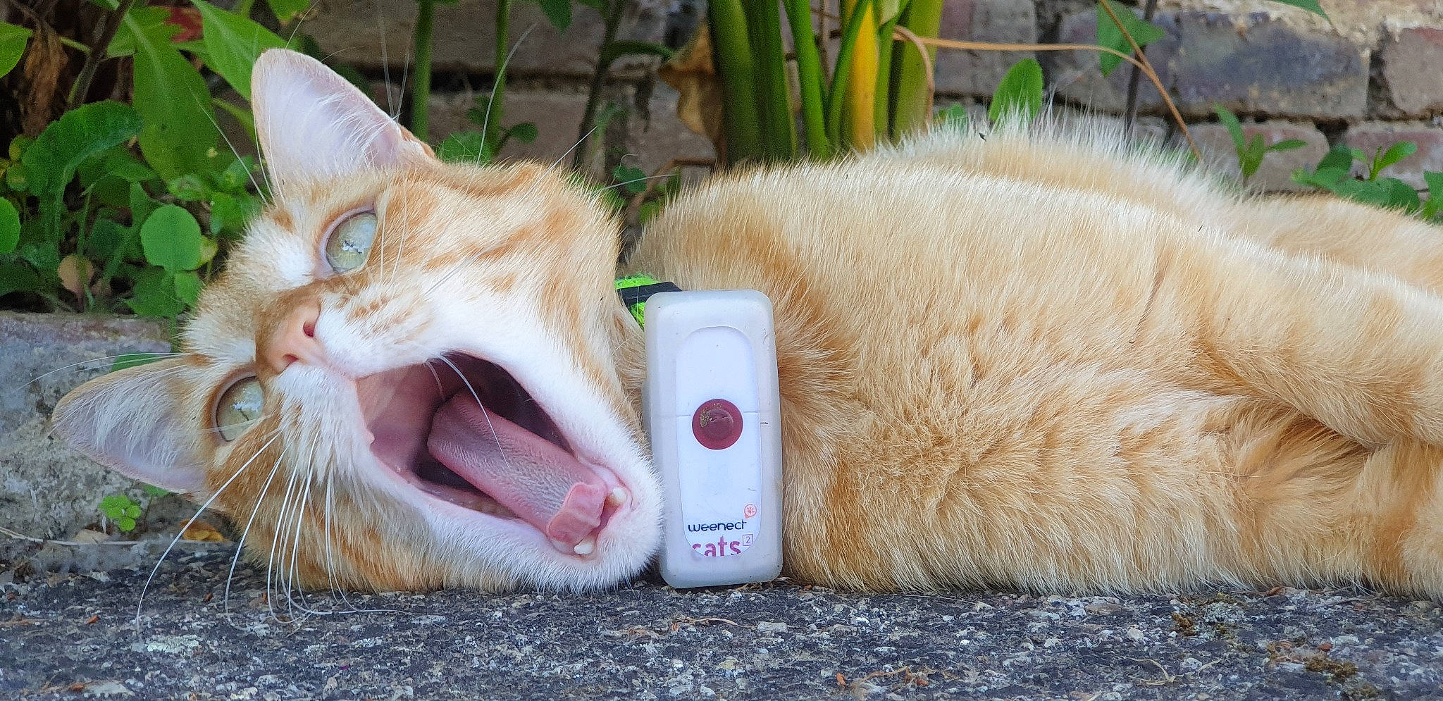 Gédéon participe au concours pour gagner de l'argent avec cette photo : carnivore, cat, claw, domestic_short_haired_cat, ear, fang, fawn, felidae, fur, grass, mammal, paw, plant, small_to_medium_sized_cats, snout, tail, vertebrate, whiskers, wildlife, yawn