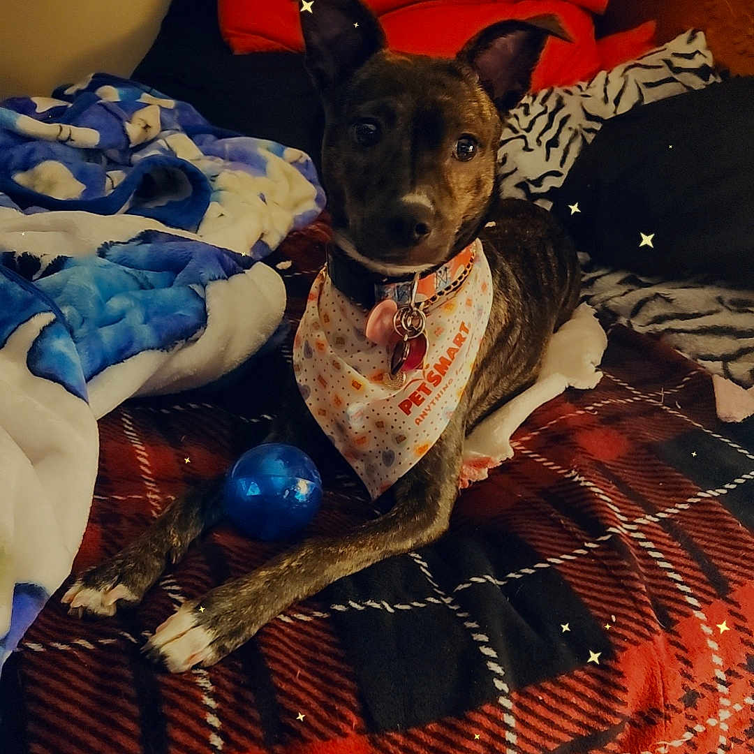 Stella joined the competition — help win amazing prizes! accessories, animal, bed, bedroom, blanket, canine, couch, cushion, dog, furniture, homedecor, hound, indoors, interiordesign, linen, pet, puppy, quilt, room, sphere
