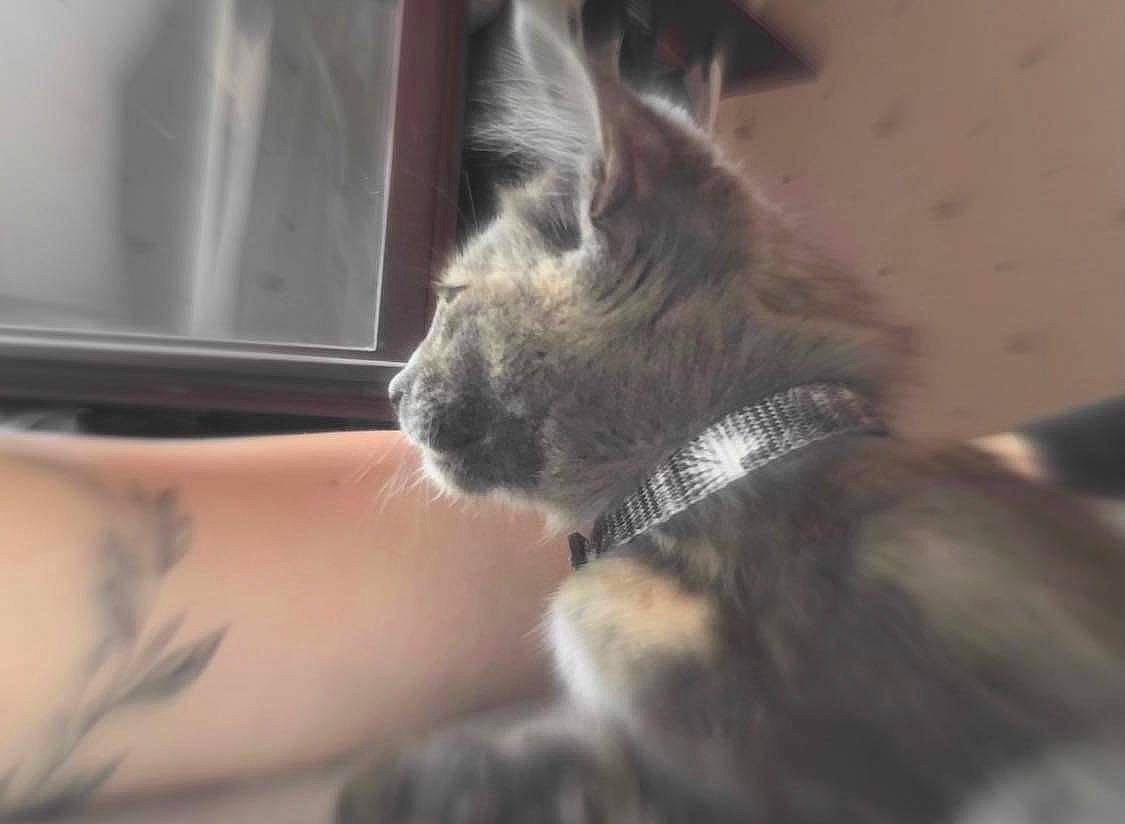 Moon a rejoint le concours — aidez-le/la à gagner de superbes lots ! carnivore, cat, claw, comfort, dog_breed, domestic_short_haired_cat, ear, elbow, eyelash, fawn, felidae, fur, gesture, human_leg, paw, small_to_medium_sized_cats, terrestrial_animal, whiskers, window, wrist