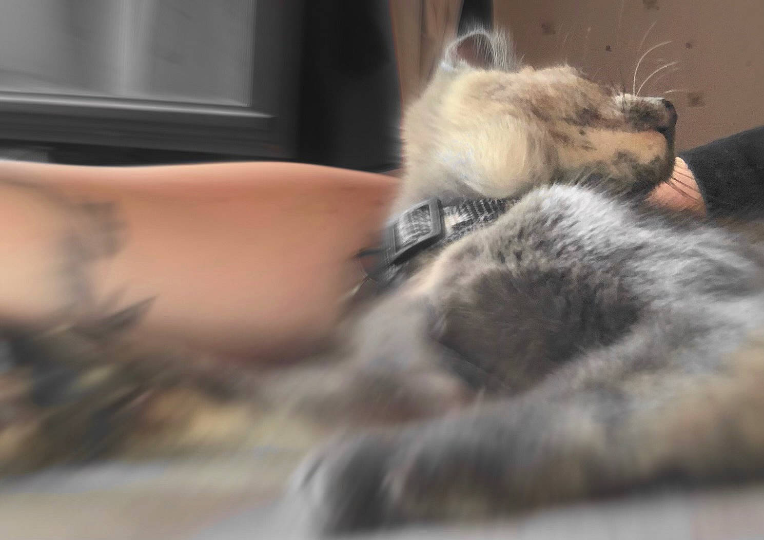 Moon a rejoint le concours — aidez-le/la à gagner de superbes lots ! carnivore, cat, claw, comfort, companion_dog, dog_breed, domestic_short_haired_cat, fawn, felidae, flooring, fur, human_leg, linens, nap, paw, room, small_to_medium_sized_cats, tail, whiskers, wood