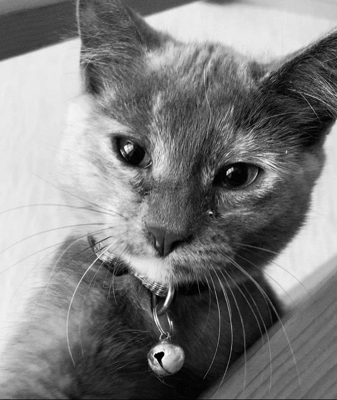 Moon a rejoint le concours — aidez-le/la à gagner de superbes lots ! black_and_white, carnivore, cat, close_up, curious, domestic_short_haired_cat, ear, felidae, fur, grey, iris, monochrome, monochrome_photography, paw, small_to_medium_sized_cats, snout, still_life_photography, stock_photography, style, whiskers