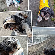 Neskuik participe au concours pour gagner de l'argent avec cette photo : dog, shih_tzu, pet, outdoors, beach, garden, raincoat, hat, leash, pavement, sand, water, sky, grass, rocks, sunlight, resting, walking, curious, collage