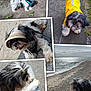dog, shih_tzu, pet, outdoors, beach, garden, raincoat, hat, leash, pavement, sand, water, sky, grass, rocks, sunlight, resting, walking, curious, collage