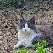 Nuage a rejoint le concours — aidez-le/la à gagner de superbes lots ! cat, animal, outdoor, green_eyes, gray_fur, white_fur, plant, soil, nature, relaxed, pet, feline, whiskers, ears, lying_down, close_up, curious, garden, flora, ground
