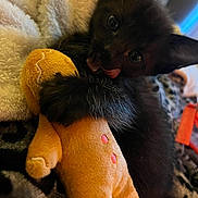Smokey joined the competition — help win amazing prizes! adorable, animal, black_cat, blanket, close_up, cozy, cuddling, cute, feline, furry, gingerbread_man, indoor, kitten, pet, playful, plush_toy, resting, soft_toy, tongue_out, young_cat
