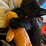 adorable, animal, black_cat, blanket, close_up, cozy, cuddling, cute, feline, furry, gingerbread_man, indoor, kitten, pet, playful, plush_toy, resting, soft_toy, tongue_out, young_cat