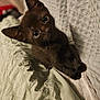 Smokey joined the competition — help win amazing prizes! animal, black_cat, blanket, cozy, curious, cute, domestic, eyes, fur, indoor, kitten, looking_up, mammal, paw, pet, resting, small, soft, whiskers, young