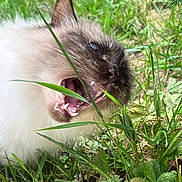 Perle a rejoint le concours — aidez-le/la à gagner de superbes lots ! animal, cat, closeup, cute, daylight, feline, fur, grass, greenery, ground, leaf, mouth_open, nature, outdoor, pet, playful, siamese_cat, teeth, whiskers, wildlife