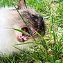 animal, cat, closeup, cute, daylight, feline, fur, grass, greenery, ground, leaf, mouth_open, nature, outdoor, pet, playful, siamese_cat, teeth, whiskers, wildlife