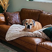 Gadget participe au concours pour gagner de l'argent avec cette photo : dog, pet, leather_couch, blanket, brown_pillow, green_pillow, living_room, cozy, indoor, brown, decorative_pillow, fur, looking_at_camera, relaxed, sofa, cushion, natural_light, window, dried_grass, home_decor