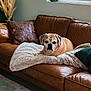 dog, pet, leather_couch, blanket, brown_pillow, green_pillow, living_room, cozy, indoor, brown, decorative_pillow, fur, looking_at_camera, relaxed, sofa, cushion, natural_light, window, dried_grass, home_decor