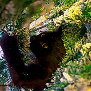 Gus participe au concours pour gagner de l'argent avec cette photo : black_cat, cat, yellow_eyes, snow, branches, greenery, winter, nature, animal, playful, hidden, curious, outdoor, close_up, furry, pet, wildlife, forest, green, snowy