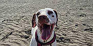 Sasha a rejoint le concours — aidez-le/la à gagner de superbes lots ! dog, beach, sand, ocean, sky, sunny, outdoor, animal, pet, happy, tongue_out, spots, canine, water, nature, daytime, shore, playful, summer, vacation