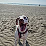 dog, beach, sand, ocean, sky, sunny, outdoor, animal, pet, happy, tongue_out, spots, canine, water, nature, daytime, shore, playful, summer, vacation