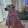Sasha a rejoint le concours — aidez-le/la à gagner de superbes lots ! dalmatian, dog, raincoat, pink, indoor, carpet, lamp, window, curtains, decor, vase, plant, table, floor_lamp, radiator, reflective_stripes, pet, sitting, looking_out_window, cozy