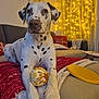 dalmatian, dog, pet, indoor, couch, blanket, toy, fairy_lights, curtains, christmas, holiday, decorations, pillow, wall_art, living_room, cozy, relaxed, white, black_spots, animal