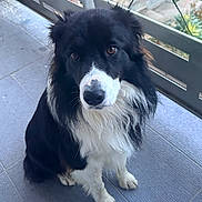 Yoda a rejoint le concours — aidez-le/la à gagner de superbes lots ! dog, black_and_white, border_collie, pet, animal, outdoor, porch, curious, sitting, fluffy, canine, fur, brown_eyes, looking_up, quiet, companion, domestic, friendly, guardrail, tile_floor